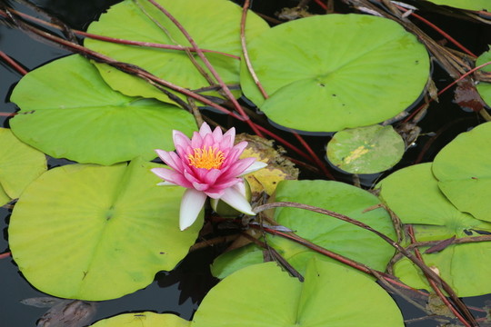 睡蓮花開