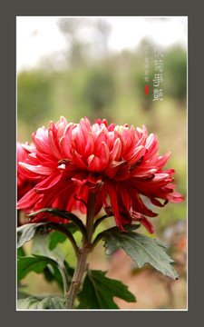 菊花