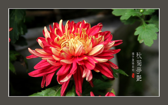 菊花
