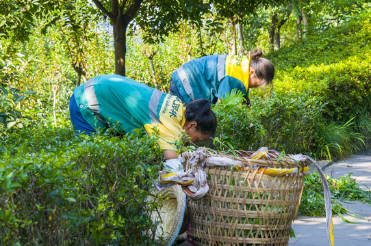 園林除草