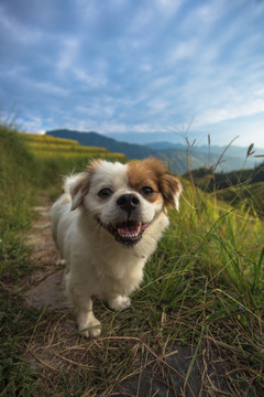 龍脊梯田