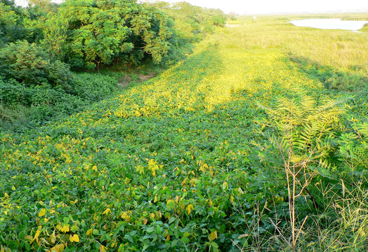 田野莊稼地