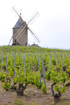 葡萄園和風(fēng)車附近的CH錕絥為；Beaujolais；勃艮第產(chǎn)區(qū)；法國(guó)