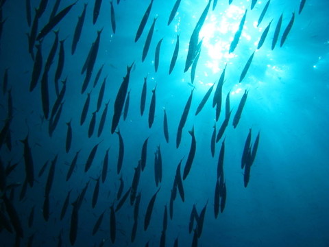 學(xué)校的魚
