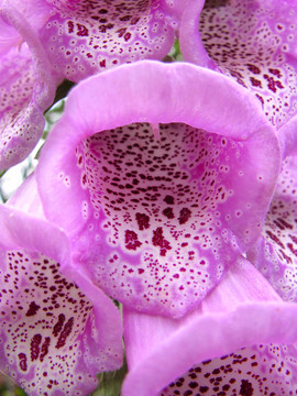 Digitalis Purpurea（或紫色毛地黃；女士的手套）