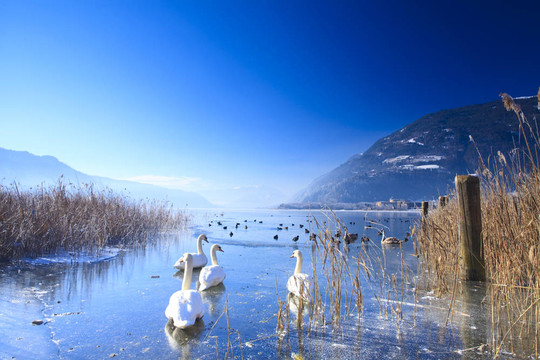 阿尔卑斯山的结冰湖与冬天的冰上天鹅和鸭子