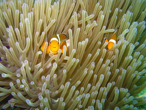 虛假的小丑魚（Amphiprion ocellaris）