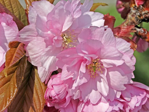 李；日本春天的樱花树