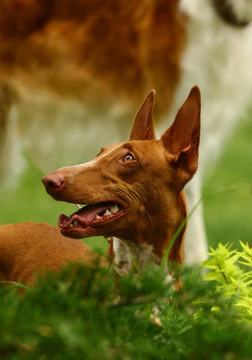 法老王獵犬