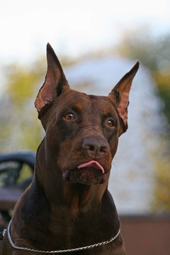 多伯曼平犬（或者拼寫Dobermann在許多國(guó)家）或多伯曼犬是一個(gè)品種的家犬。Dobermann P
