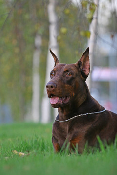 多伯曼平犬（或者拼寫Dobermann在許多國(guó)家）或多伯曼犬是一個(gè)品種的家犬。Dobermann P