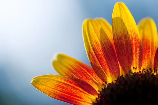 太陽花摘要