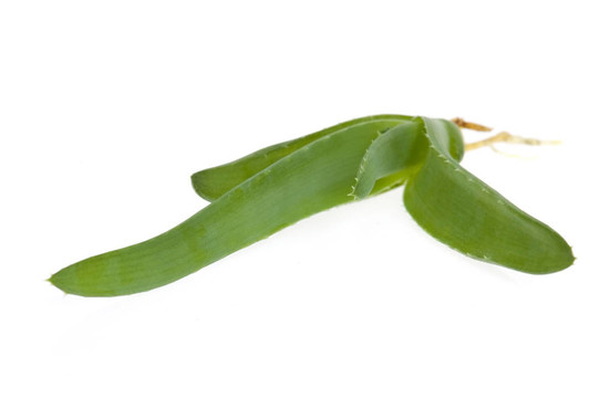 蘆薈