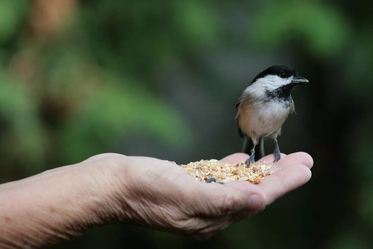 一鳥(niǎo)在手