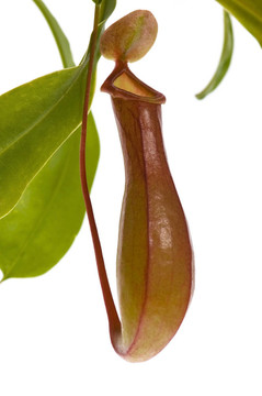葉的食蟲植物- Nepenthes