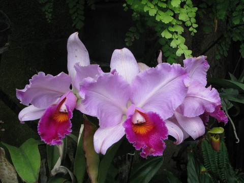 蘭花3