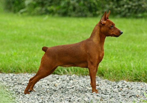 迷你杜賓犬（zwergpinscher；Min Pin）是一個小的狗的品種的犬型；在德國的發(fā)展。迷你