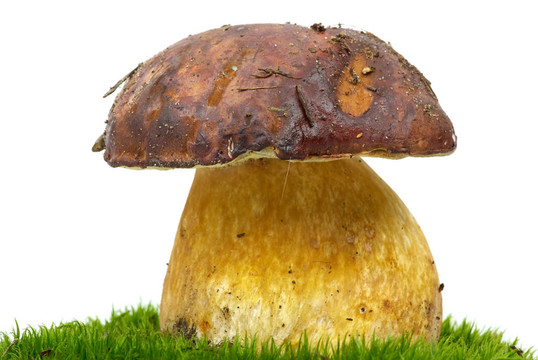 牛肝菌（Boletus edulis）在綠色的苔蘚