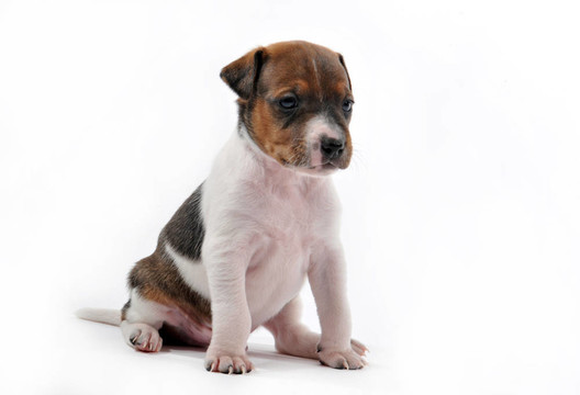 小狗jack russel梗