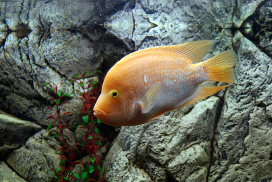 魚缸里的魚