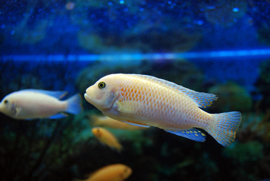魚缸里的魚