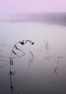 霧湖