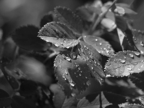 雨下葉B /瓦