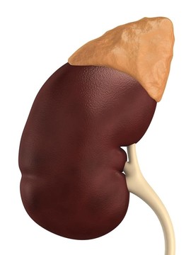 人腎