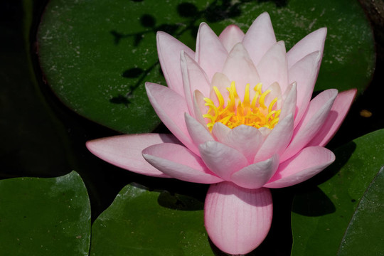 蓮花