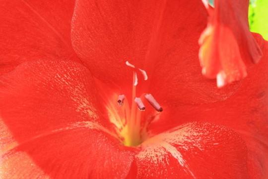唐菖蒲