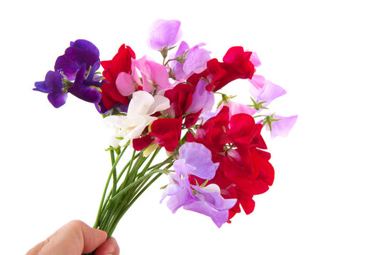 花園里的花vetching