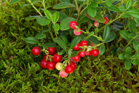 cowberry 02