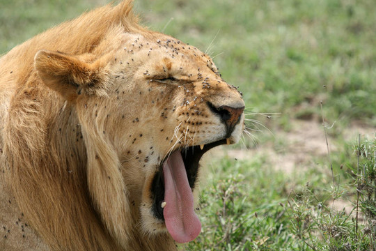 獅子-塞倫蓋蒂野生動物園；坦桑尼亞；非洲