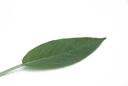 鼠尾草葉06