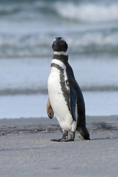 Magellanic penguin（Spheniscus magellanicus）