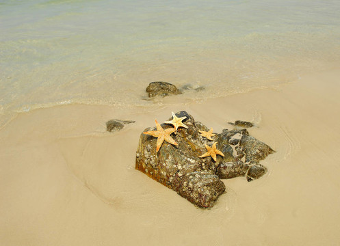 海星