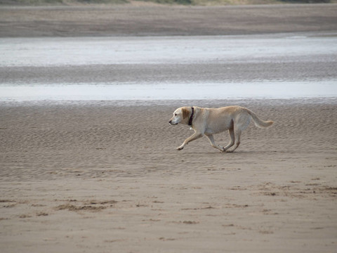 拉布拉多犬在海灘上