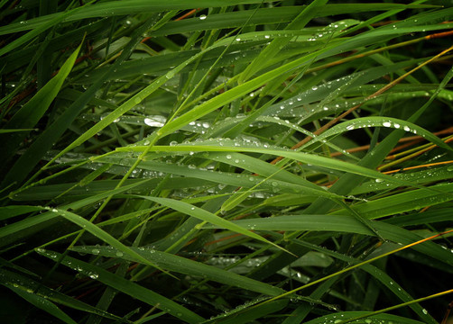 雨滴