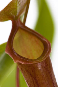 葉的食蟲植物- Nepenthes