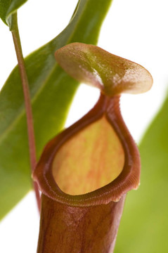 葉的食蟲植物- Nepenthes