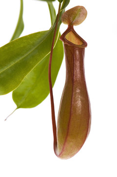 葉的食蟲植物- Nepenthes