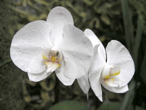 白蘭花花