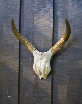 Bull Head飾