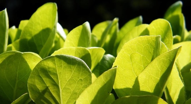 生菜