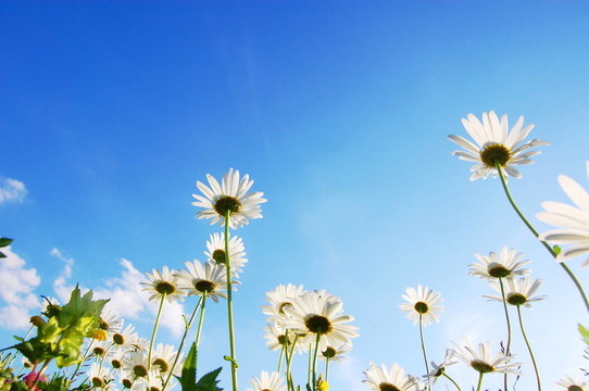 蓝色天空下的菊花花