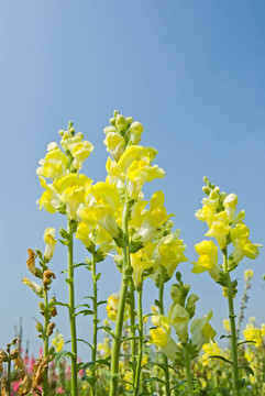 黃金魚草的花朵在藍(lán)色的天空