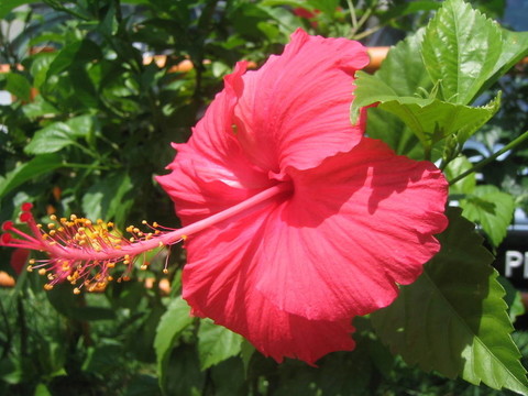 木槿