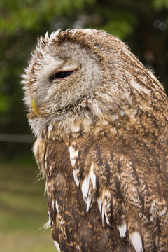 偉大的Brown Owl