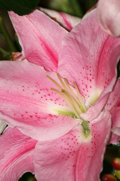 粉色的百合花