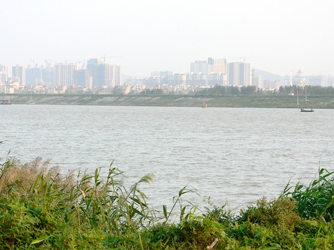 河流蘆葦